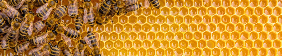 Pourquoi protéger les abeilles ?