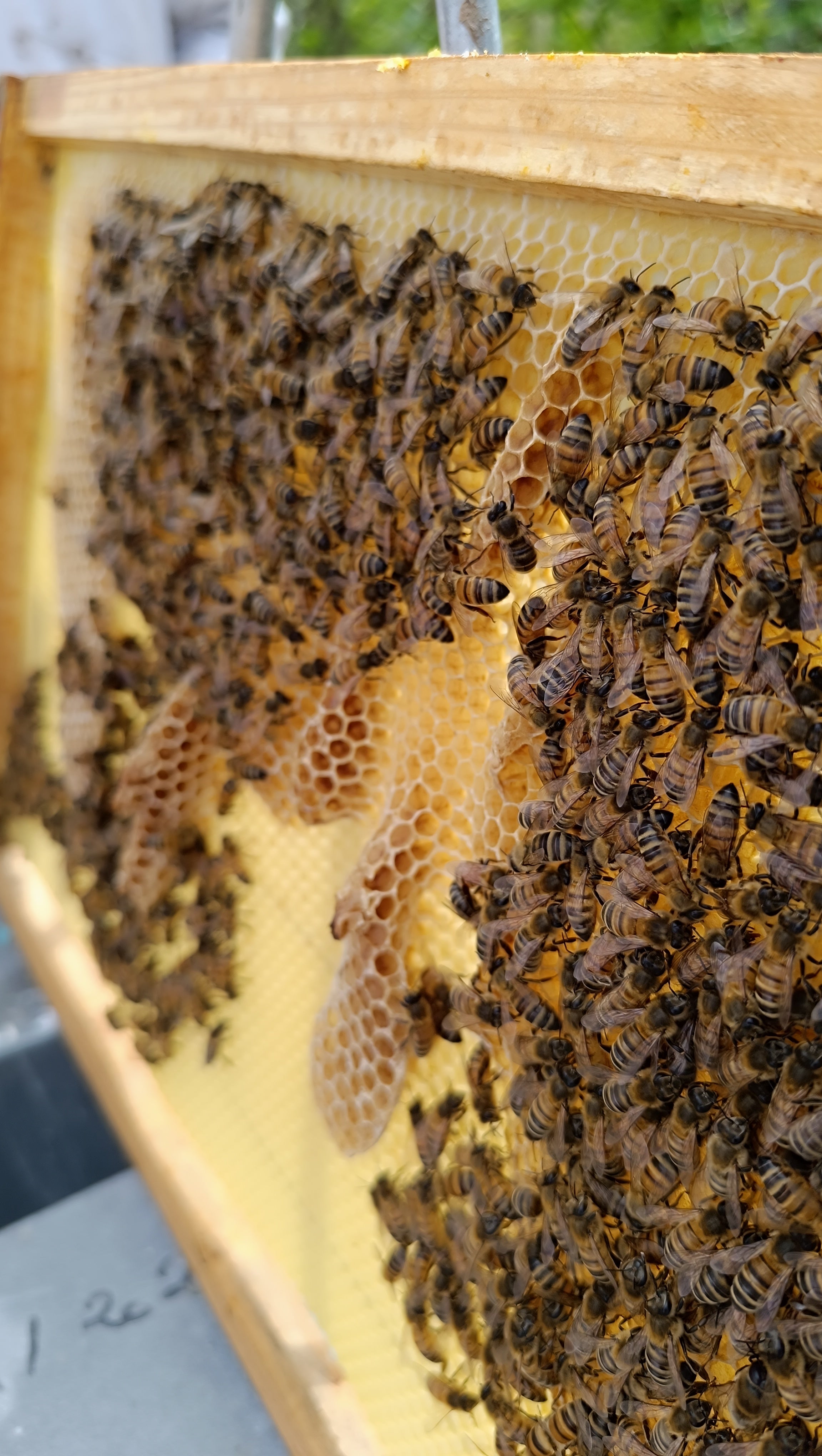 Protection des abeilles